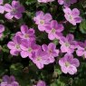 ALP_Erodium Bishops Form