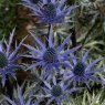 PER_Eringium Big Blue 01