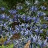 PER_Eringium Big Blue 02