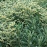 PER_Euphorbia Silver Edge 02