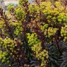 PER_Euphorbia Miners Merlot 01