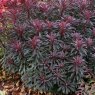 PER_Euphorbia Miners Merlot 02