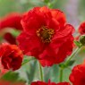 PER_Geum Firestarter 01 PT