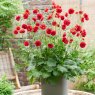 PER_Geum Firestarter 02 PT