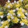 SHRUB_Hebe Verdi Creme 02