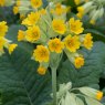ALP_Primula Cowslip 01