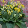 ALP_Primula Cowslip 02