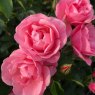 ROSE_Rosa Isn't She Precious 01 VV