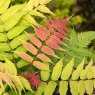SHRUB_Sorbaria Crimson Feather 01