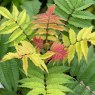 SHRUB_Sorbaria Crimson Feather 02