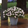 BEDD_Impatiens Glimmer Appleblossom 03