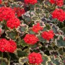BEDD_Geranium Pelgardini Mrs Pollock 01