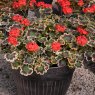 BEDD_Geranium Pelgardini Mrs Pollock 02