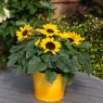 BEDD_Sunflower Petisol 02