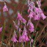 PER_Dierama Wind Nymph Cameo 01
