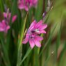 PER_Dierama Wind Nymph Pink 01