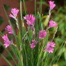 PER_Dierama Wind Nymph Pink 02