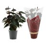 Anthurium andr Diamond Black Love   12cm Anthurium andr Diamond Black Love   12cm