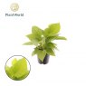 Homalomena Lemon Lime   14cm
