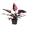 Philodendron Pink Princess Marble   12cm