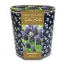TAYLORS Ditsy Blue Floral Muscari Planter