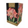 TAYLORS Amaryllis Blossom Peacock Premium Pot & Fibre