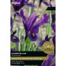 TAYLORS Iris Reticulata Interstellar