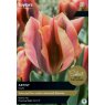 TAYLORS Tulip Artist