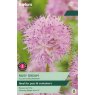 TAYLORS Allium Carolinianum Rosy Dream