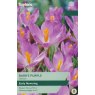 TAYLORS Crocus Barr'S Purple