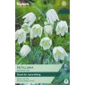 TAYLORS Fritillaria Meleagris Alba