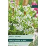 TAYLORS Ornithogalum White Trophy