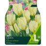 TAYLORS Tulip Purissima