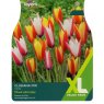 TAYLORS Tulip Clusiana Mix