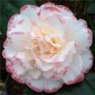 Camellia japonica 'Margaret Davis'   3L Camellia japonica 'Margaret Davis'   3L