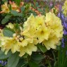 HARDY HYBRID RHODODENDRON 'Nancy Evans'  7.5L