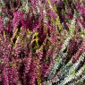 AUTUMN POT Calluna 'Beauty Ladies' Trio   10.5cm AUTUMN POT Calluna 'Beauty Ladies' Trio   10.5cm