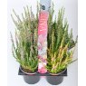 AUTUMN PACK Calluna 'Beauty Ladies'   6-Packs
