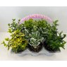 AUTUMN PACK Euonymus 'Mixed' - Pack Of Six Plants  6pk