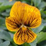 AUTUMN PACK Viola Sorbet 'Tiger Eye'   6pk