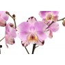 Phalaenopsis 'Art Nouveau' 2t 16+   12cm
