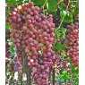 Grapevine (Vitis) 'Flame Seedless' (G/R/S)  3L