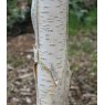 Betula utilis var. jacquemontii   12L