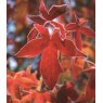 Liquidamber styraciflua 'Palo Alto'   12L