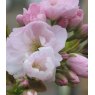 Prunus 'Amanogawa'   12L