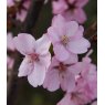 Prunus 'Jacqueline'   12L