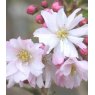 Prunus x subhirtella 'Autumnalis Rosea'   12L