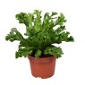Asplenium antiq Leslie   12cm