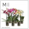 Phalaenopsis Multi Mix 3t 30+   12cm