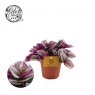 Tradescantia Nanouk   12cm